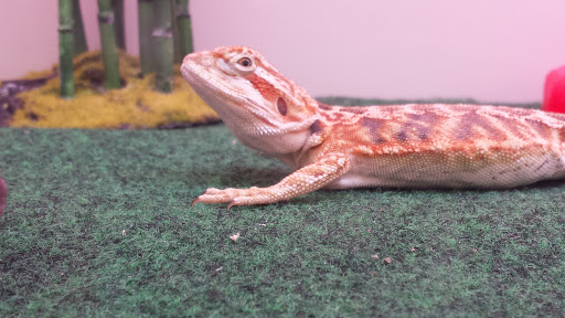 Pet Supply Store «Pet Supplies Plus», reviews and photos, 350 Ramapo Valley Rd #28, Oakland, NJ 07436, USA