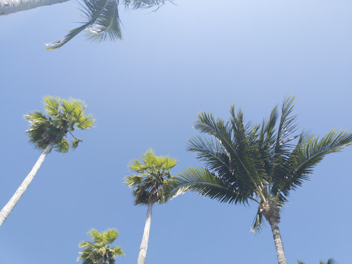 Park «Brickell Key Park», reviews and photos, Brickell Key Dr, Miami, FL 33131, USA