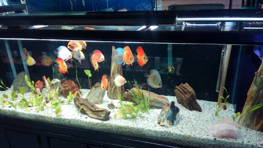 Aquarium Shop «Aquarium Outfitters Carolina», reviews and photos, 823 S Main St, Wake Forest, NC 27587, USA