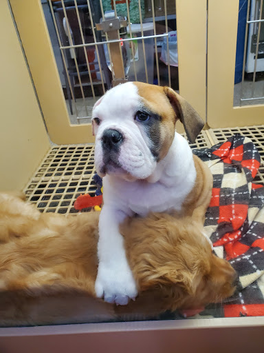 Pet Store «Petland», reviews and photos, 1600 Turner McCall Blvd, Rome, GA 30161, USA