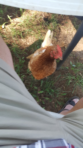 Winery «Knob Hall Winery», reviews and photos, 14108 St Paul Rd, Clear Spring, MD 21722, USA