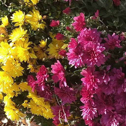 Thrift Store «Second Blessing Thrift Store Inc.», reviews and photos, 2323 Central Ave, Wichita, KS 67214, USA