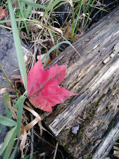 Nature Preserve «Eliason Nature Reserve», reviews and photos, 9501 Shaver Rd, Portage, MI 49024, USA