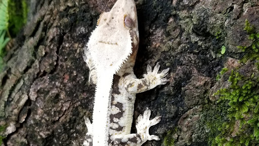 Eye Lickin Geckos