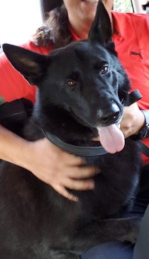 Pet Groomer «Purple Poodle Pet Center», reviews and photos, 3000 N University Dr, Coral Springs, FL 33065, USA