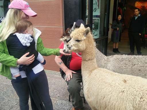 Outdoor Sports Store «Cotopaxi», reviews and photos, 74 Main St, Salt Lake City, UT 84101, USA