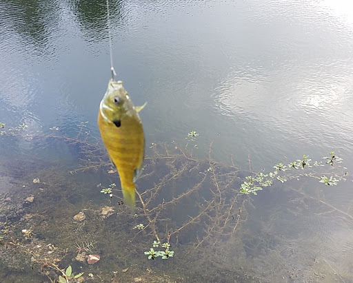 Recreation Center «Cedar Hill Recreation Center», reviews and photos, 310 East Parkerville Road, Cedar Hill, TX 75104, USA