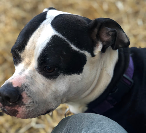 Pet Boarding Service «Howliday Inn Suites & Treats Pet Resort», reviews and photos, 1 Davis Ct, Hurricane, WV 25526, USA