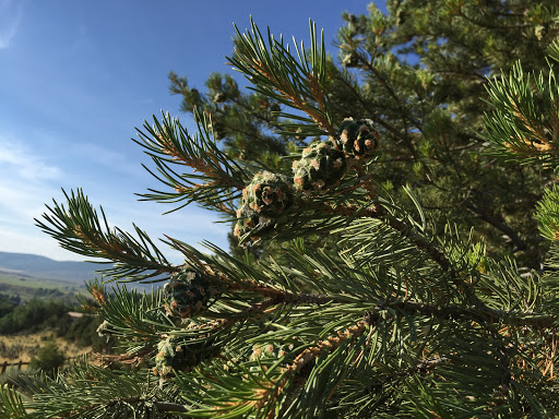 Explore 100 dollar tattoo ideas, creative tattoo ideas in Glenwood Springs, available at Hole In the Wall Tattoos and Piercing, LLC