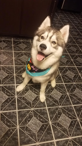 Pet Supply Store «Petco Animal Supplies», reviews and photos, 3860 Elmore Avenue, Davenport, IA 52807, USA