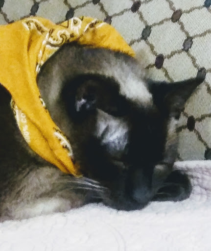 Pet Supply Store «Pet Supplies Plus», reviews and photos, 19295 West Rd, Woodhaven, MI 48183, USA