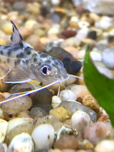 Pet Supply Store «Pet Supplies Plus», reviews and photos, 2912 Council Tree Ave #100, Fort Collins, CO 80525, USA