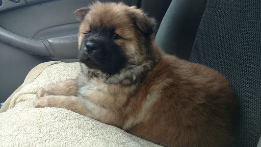 Pet Supply Store «Petco Animal Supplies», reviews and photos, 4012 W 27th Ave, Kennewick, WA 99337, USA