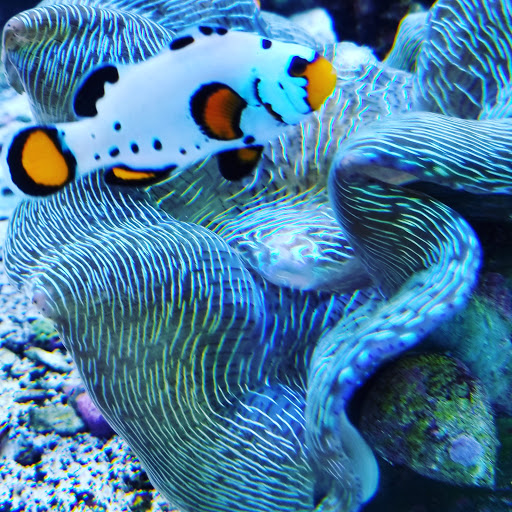 Aquarium «Marine EXTREMES», reviews and photos, 6257 E 21st St N, Wichita, KS 67208, USA