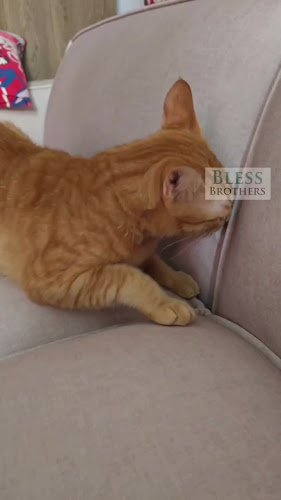 Bless Brothers - Furniture store