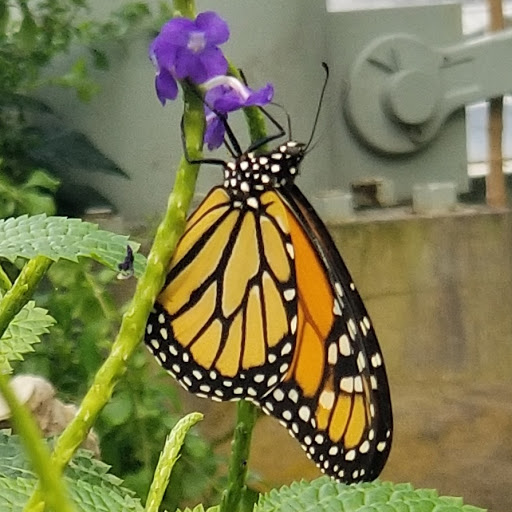 Aquarium «Tennessee Aquarium», reviews and photos, 1 Broad St, Chattanooga, TN 37402, USA
