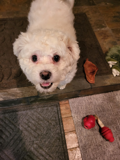 Dog Day Care Center «K9 Behavior UT, LLC», reviews and photos, 1458 Main St, Salt Lake City, UT 84115, USA