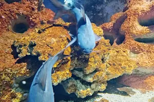 Marine world aquarium image