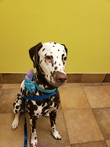 Pet Supply Store «PetSmart», reviews and photos, 10309 156th St E, Puyallup, WA 98373, USA