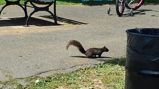 Park «Crocheron Park», reviews and photos, 214-41 34th Ave, Bayside, NY 11361, USA