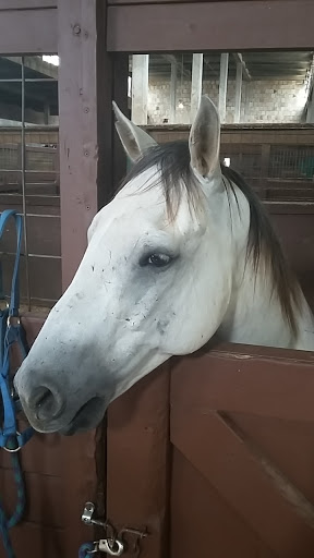 Horse rental service Arlington