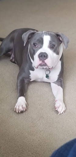 Pet Supply Store «Petco Animal Supplies», reviews and photos, 29560 W Seven Mile Rd, Livonia, MI 48152, USA