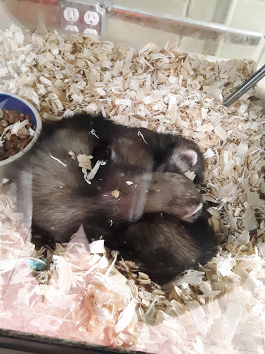 Pet Store «Gills And Thrills Pet Shop», reviews and photos, 204 E 8th St, Lockport, IL 60441, USA