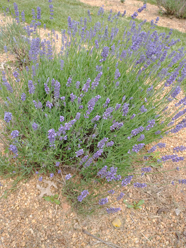 Farm «Blooming Hill Lavender Farm», reviews and photos, 19929 Telegraph Springs Rd, Purcellville, VA 20132, USA