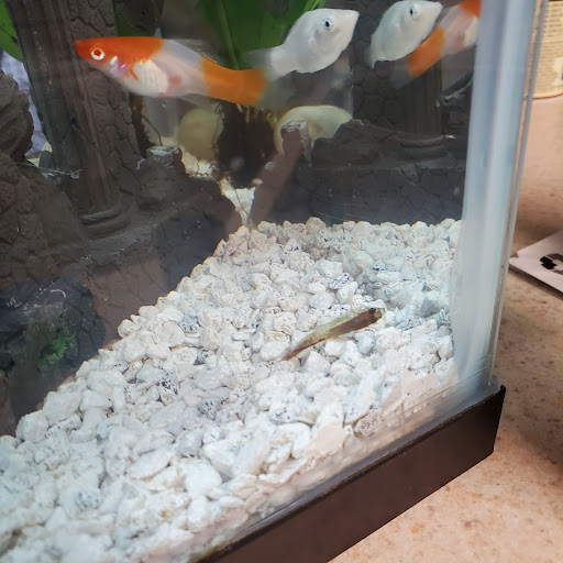 Pet Supply Store «Petco Animal Supplies», reviews and photos, 2450 Monarch Dr #105, Laredo, TX 78045, USA