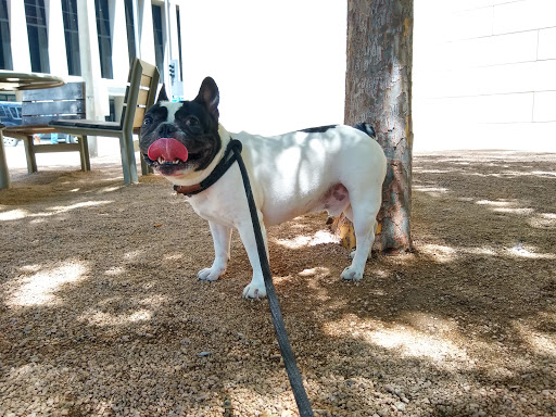 Park «Belo Garden», reviews and photos, 14 Main St & Griffin St. & Commerce St., Houston, TX 77002, USA