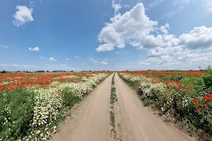 Poppy Field image