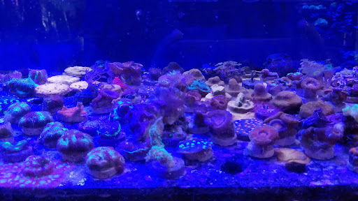 Tropical Fish Store «C K Fish World», reviews and photos, 410 N Azusa Ave, West Covina, CA 91791, USA