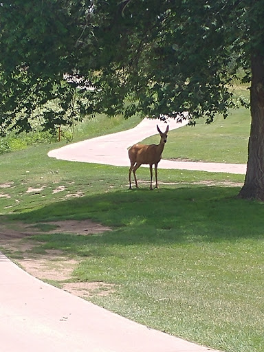 Golf Course «Patty Jewett Municipal Golf Course», reviews and photos, 900 E Espanola St, Colorado Springs, CO 80907, USA