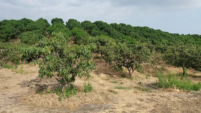 Rinur S.A Frutos Tropicales - Asociación