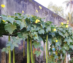 ร้านโรตี 2 1 photo