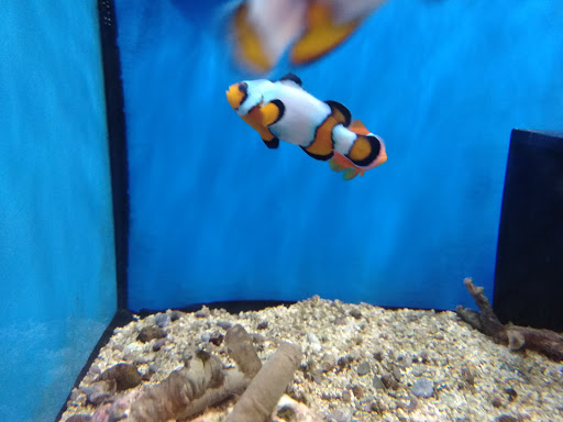 Pet Supply Store «Petco Animal Supplies», reviews and photos, 45 Holyoke St, Holyoke, MA 01040, USA