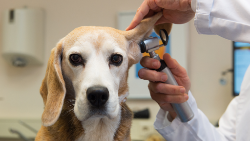 Fan Veterinary Clinic