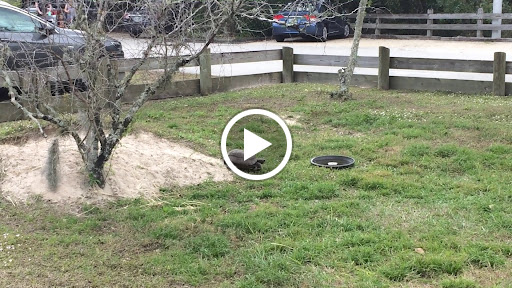 County Government Office «Brevard County Enchanted Forest Sanctuary», reviews and photos, 444 Columbia Blvd, Titusville, FL 32780, USA