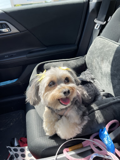 Pet Supply Store «Petco Animal Supplies», reviews and photos, 15622 Old Columbia Pike, Burtonsville, MD 20866, USA