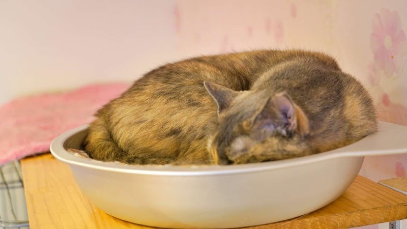 大阪難波 保護猫カフェ 猫の恵庭