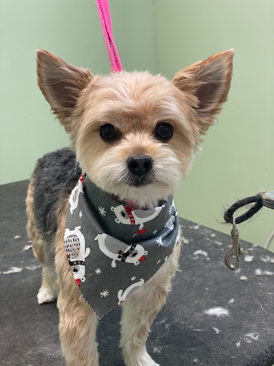 Pet Groomer «Doggie Style Bowtique», reviews and photos, 1713 Westport Rd, Kansas City, MO 64111, USA