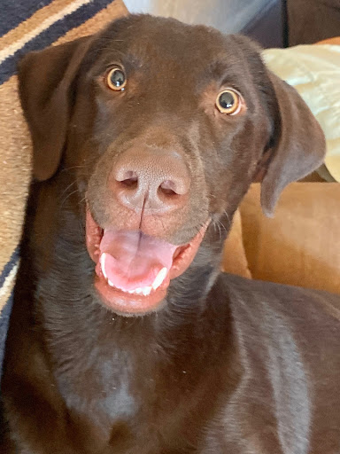 Pet Supply Store «PetSmart», reviews and photos, 3340 FM 544 Ste 800, Wylie, TX 75098, USA