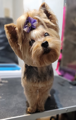 Paws of Royalty Pet Grooming