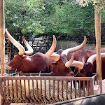 Photo n°3 de l'avis de tiziano.a fait le 09/07/2023 à 08:20 sur le  Parco Zoo Falconara Srl à Falconara Marittima