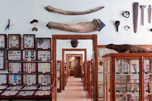 Museum - Natural History Collection Waldenburg image
