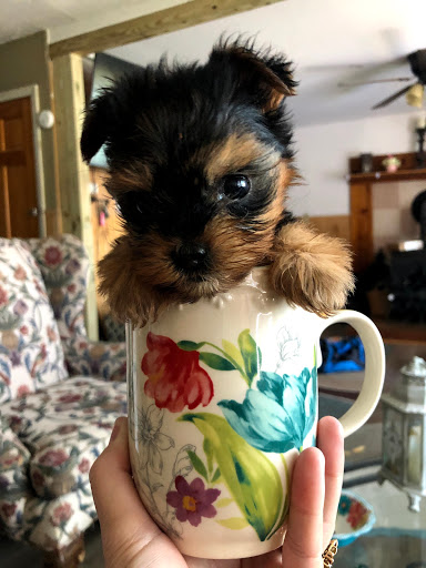 Pet Supply Store «PetSmart», reviews and photos, 139 Radio Dr, Stroudsburg, PA 18360, USA