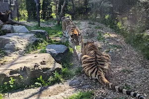 Amur Tiger Exhibit image