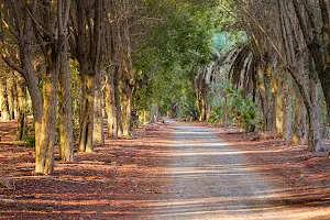Nad AlSheiba Mini Forest Trail image