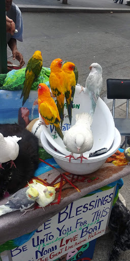 Pet Store «Pet City», reviews and photos, 108 E Burnside Ave, Bronx, NY 10453, USA