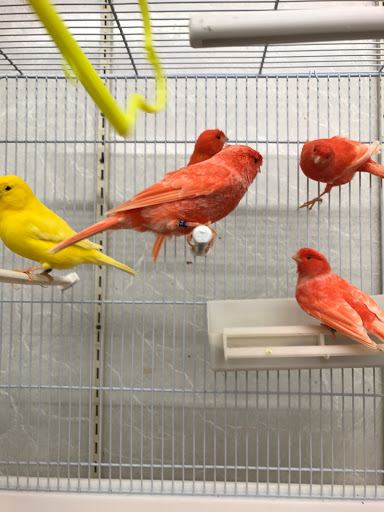 Bird Shop «Paterson Bird Store», reviews and photos, 13 Furler St # 1, Totowa, NJ 07512, USA